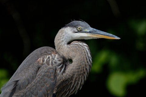 Heron