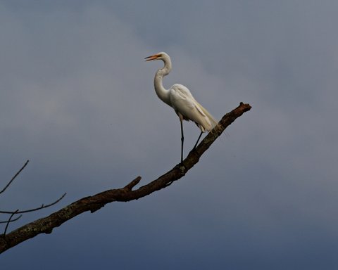 Egret Evening