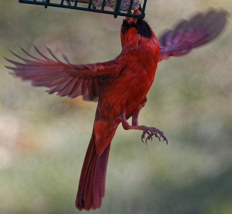 Work For Your Dinner