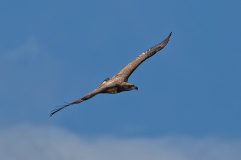 Juvenile Bald Eagle