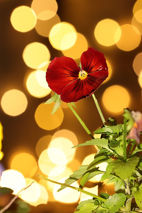 Christmas Flower