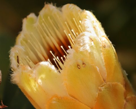 Kirstenbosch Inhabitant